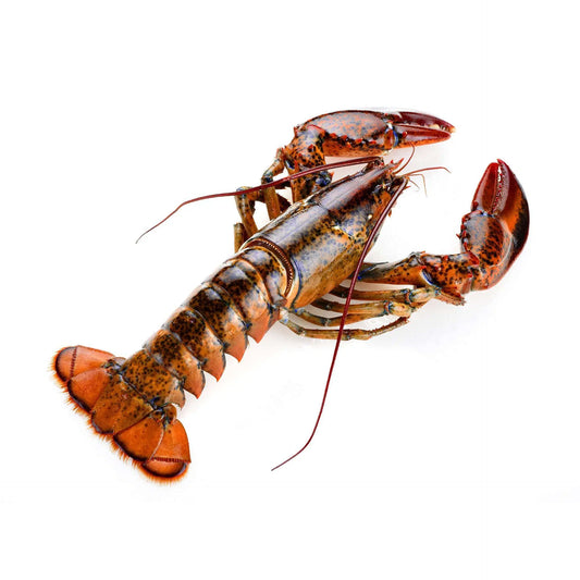 Australian Lobsters 澳州龙虾 /kg